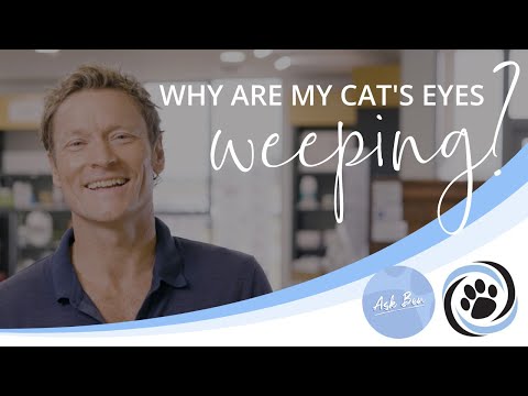 Why are my cat’s eyes are weeping and getting goopy? Ask Ben