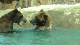 preview picture of video 'Memphis Zoo Bears playing in water'