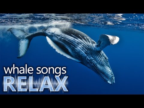 Humpback Whale songs of the ocean deep sleep music relaxation-holistic hypno