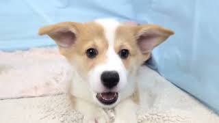コーギーの動画01