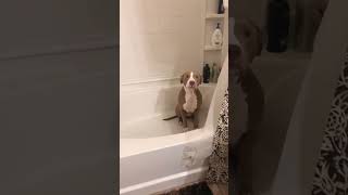 Hurry hooman I’m waiting for you 🥰🛁 #goodboy #bathtime #dogstagram #pitbulldog #cuteanimals #aww