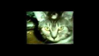 Icons Of Filth - Vivisector