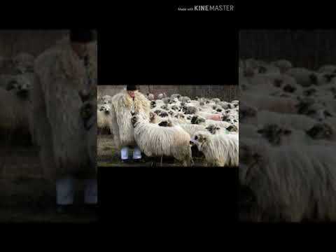 Dănuț Avramescu.  -    Vai săracii ciobanii!