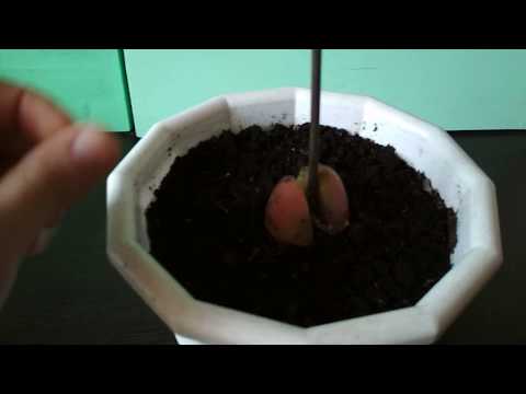 Авокадо в домашних условиях.  Результат спустя пол года!