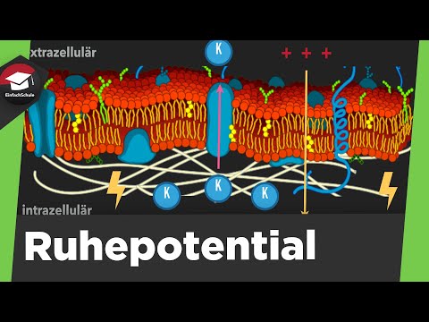 Resting potential explained simply - particle motion, sodium-potassium pump - resting potential e...