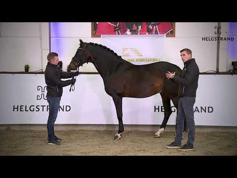 Franklin von Ampére / Ferro - hengst geboren 2010 (GER)