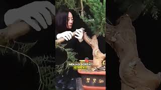 Download lagu effective way to change bonsai material into super cool and beautiful #bonsaibonsai #bonsaitree #... mp3