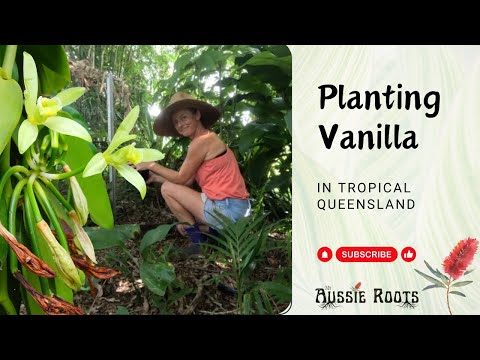 How to PLANT and GROW Your Own VANILLA Plant