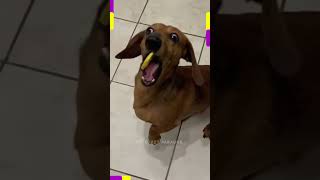 Download lagu MEME ANJING DIKASIH LEMON  #shortsviral #meme #anjinglucu mp3