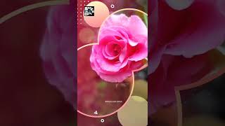 🌹rose flowers / status video /whatsapp status malayalam  /reels / ticktok / romantic song malayalam