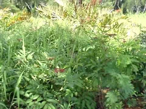 Long Banded Silverline location.AVI