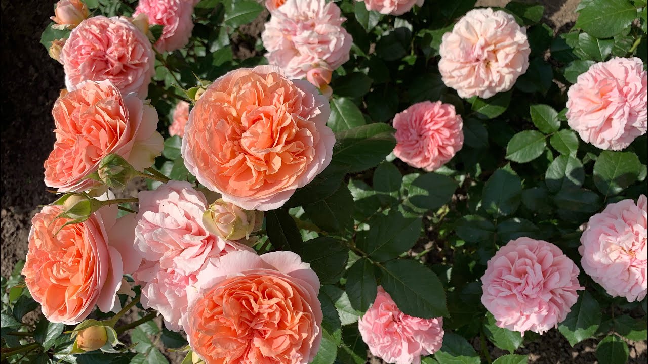 Роза Чиппендейл ( Rose Chippendale ) 18.06.2021г. г.Киев