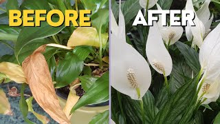 How to SAVE PEACE LILY | Main Problems and How to Fix Them