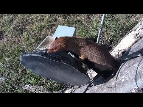 Djuma: Slender Mongoose climbs on cam tree to get Skink out of hole eventually - 07:15 - 10/05/2023