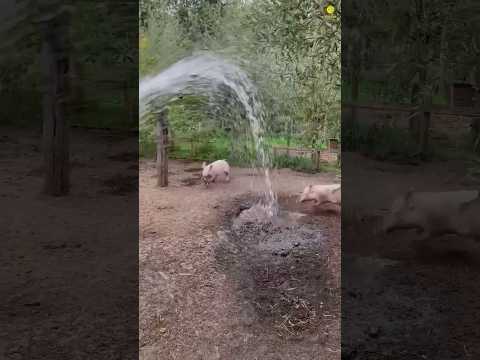 3 Things You Didn't Know About Pigs