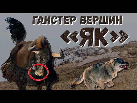 WHY DO THEY HAVE TO BE SHOT? WILD YAK VERSUS HORSE, WOLF, BULL.