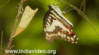 Common Jay or Graphium doson