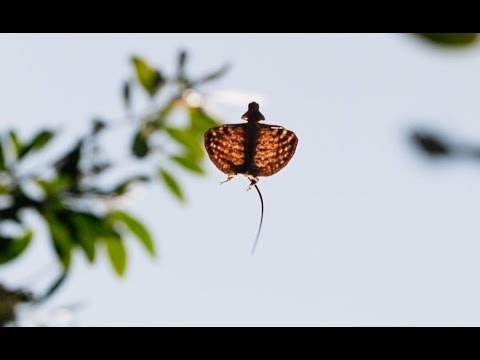 Flying Dragons Of The Jungle | Planet Earth II