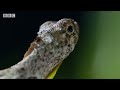 Clip from Episode Jungles