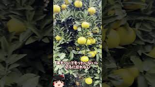 庭に畑を作ってみた【その47】#shorts