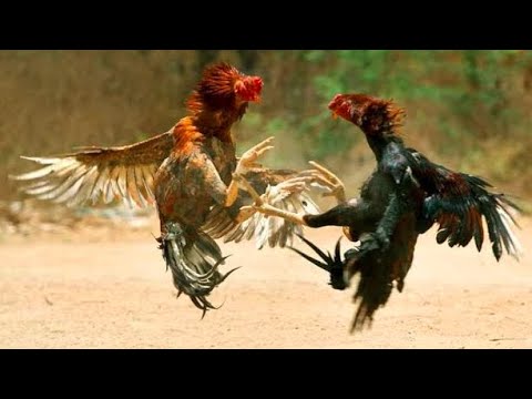 EX Abyss | Hua | RL D: 378 (647) | HoS(S0) SA(SSS) CH(SS) | HI3 SEA