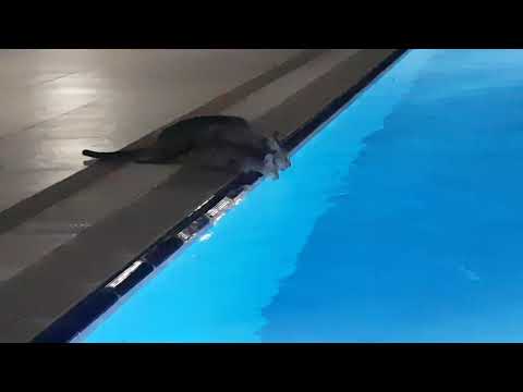 Tik Tok Summer | Awesome baby Cats | Mahetab | Afifa