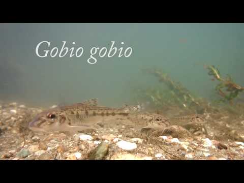 Gobio gobio