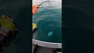 Download lagu 🔥 Memancing Seafood Menakjubkan 02 2K - Anda Tidak Akan Percaya Ini! ✨ mp3