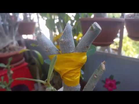 Последние прививки Адениумов