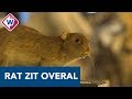 'Waar de mens is, daar is de rat. Leer ermee leven' - OMROEP WEST