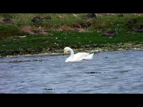 Whooper Swan and Mute Swan, Montrose Basin 29/6/2022