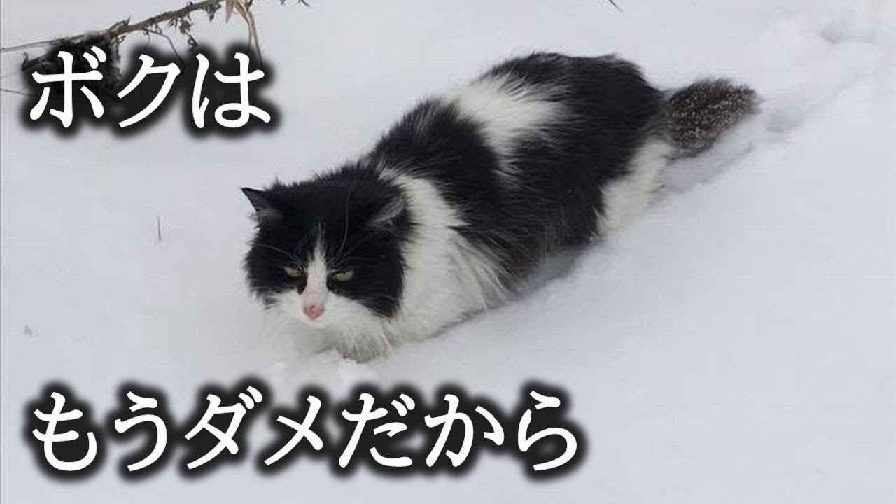 雪に埋まり命を諦め全く動かなかった野良猫。寒さに凍え意識が薄まる中、一人の女性が駆け寄ってくることに野良猫は気づく。【猫にまつわる感動話】 #子猫 #感動 #家族 #animals #cat
