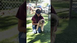 Video preview image #1 Shih Apso Puppy For Sale in Pasadena, CA, USA