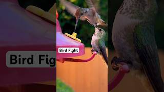 Download lagu Burung kolibri berebut tempat makan burung kolibri di halaman belakang #hummingbird #hummingbirdfeeder #sandiego mp3