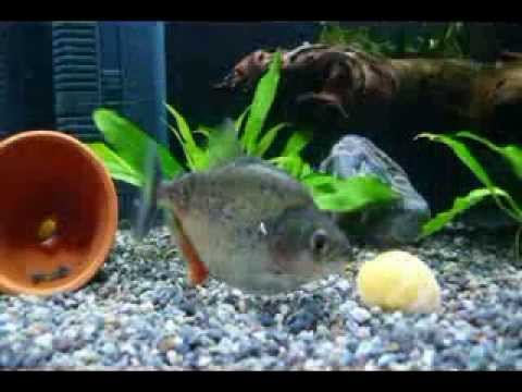 piranha club