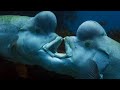 The Sex Shifting Fish Blue Planet II BBC Earth