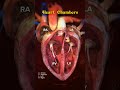 Heart Chambers Heart Heartanatomy Anatomy Cardiology Animation Shorts