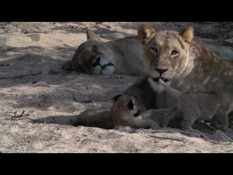 Deluxe 15 Day South African Cultural Adventure & Safari