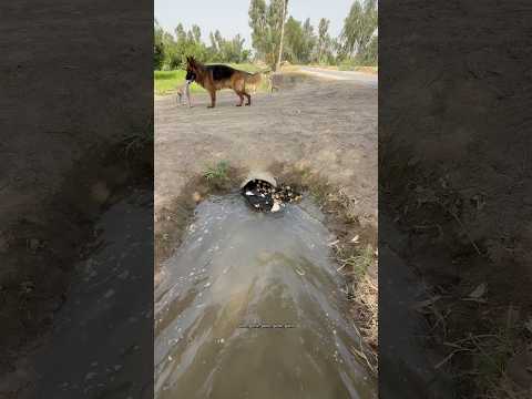 Let's see if they can pass under this bridge. #ducklings #minizoo #rehmanchvlogs #foryou #petsvlogs