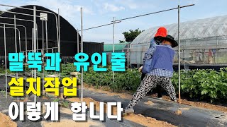 말뚝과 유인줄 설치작업