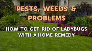 How to Get Rid of Ladybugs With a Home Remedy