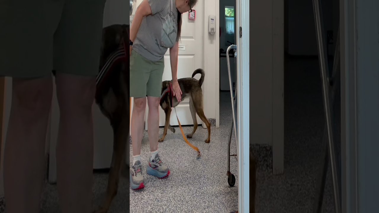Enlarge Dakota - MEDICAL HOLD Foster to adopt locally, a ADOPTABLE mixed breed in St Stephen, NB video 5/5