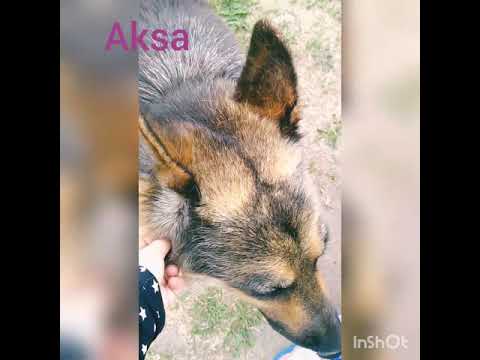 Aksa🐕🐕🐕🐕🐕🐕🐕
