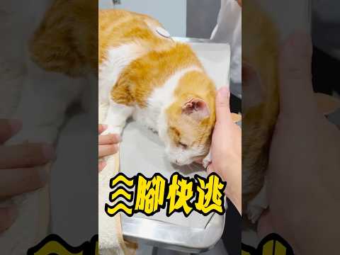 阿瑪跟三腳看醫生的反應，是兩個極端啊！