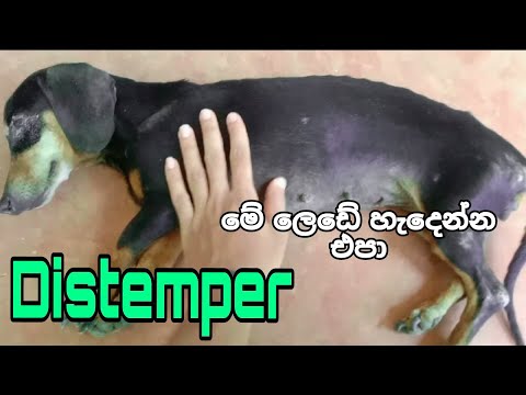 You need to know about the disstemper | Canine Distemper Sinhala