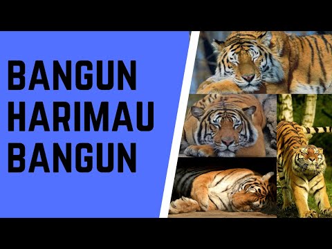 Bangun Harimau Bangun.. Jom Nyanyi Sama-sama