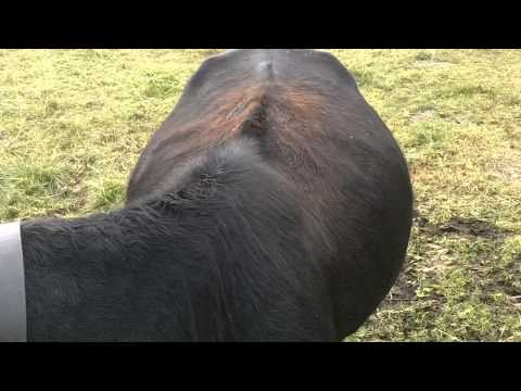 video alpe agosto 2013 008