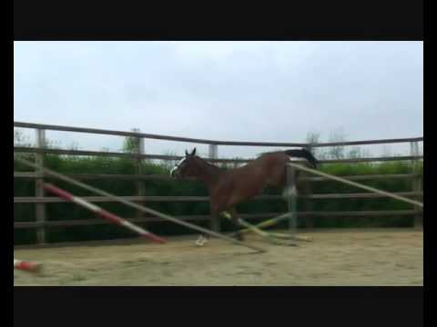 3y stute quality sold to belgium