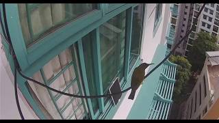 LIVE Sunbird at My Window (Singapore) 🐦 Bird Watching Live Asia | Will It Return? live webcam