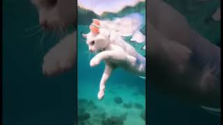 O GATO É VICIADO EM NADAR IGUAL UMA SEREIA #shorts